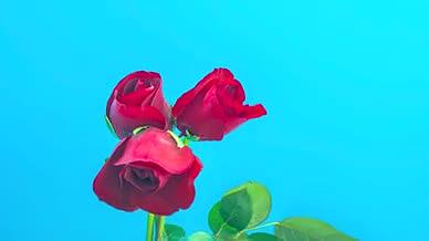 4k实拍红色玫瑰花开延时摄影视频的预览图